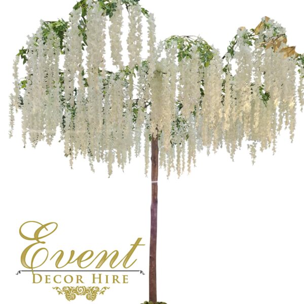 wisteria tree canopy